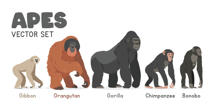 Common apes vector illustration set. Ape species cartoon clipart set in flat style. Gibbon, orangutan, gorilla, chimpanzee, bonobo flat vector design. Wild animals, primates concept