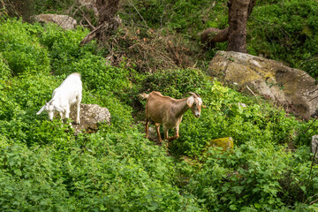 Fototapeta premium wild goats in Avakas Gorge..