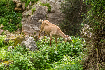 wild goats in Avakas Gorge..