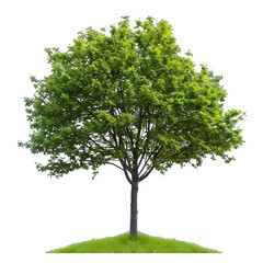 Obraz premium [Transparent Background PNG]Green Tree with Lush Foliage Isolated on White Background