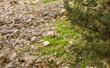 wild goats in Avakas Gorge..