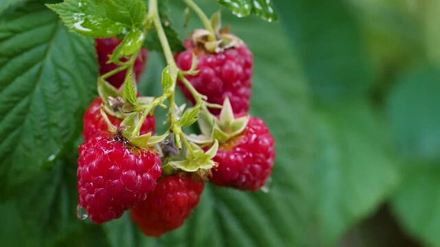 close up berry bunch raspberry growing on a branch, drop of water falling on ripe raspberry slow motion, macro raspberry in the garden