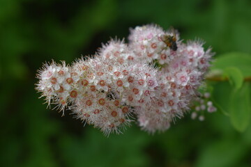 Boucle Mont Singer 29 Juillet 2024