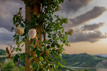 rose rampicanti