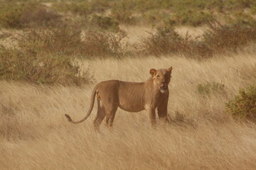 African safari photo