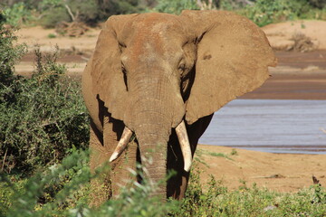 African safari photo