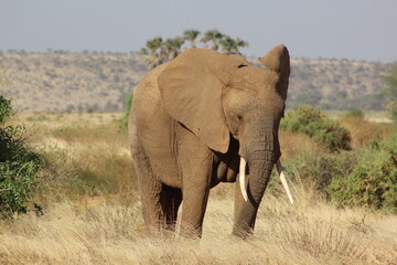 African safari photo