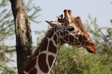 African safari photo
