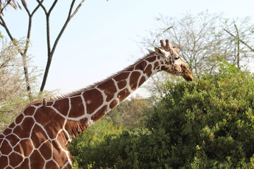 African safari photo