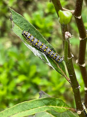 Worm on a grass in the garden