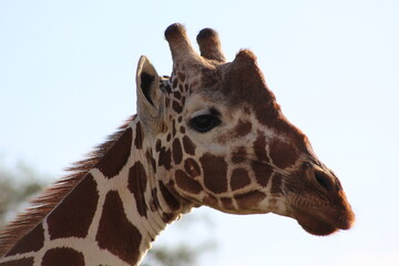 African safari photo