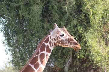 African safari photo