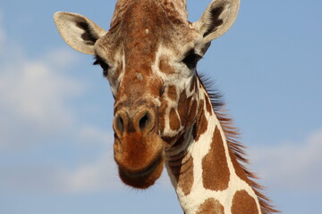 African safari photo