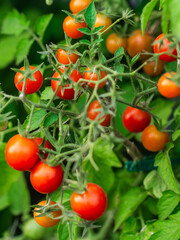 Ripe tomato plant growing. Fresh bunch of red natural tomatoes on a branch in organic vegetable garden.