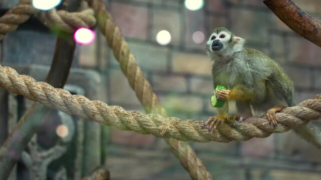 The Saimiri monkey sits on a branch in its natural habitat and eats a green fruit. A concept for a zooexotarium, nature, zoo, pet store, safari, travel agency.