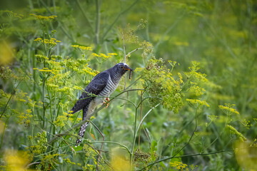 A young common cuckoo sits on a green plant and holds a black caterpillar in its beak perpendicular to the camera lens on a summer evening.