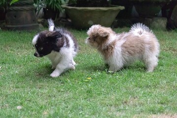 Naklejka premium group of puppies on grass