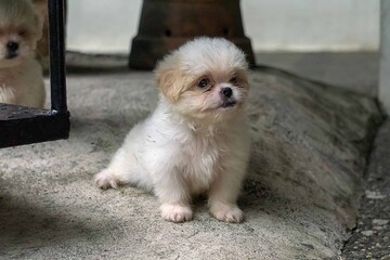 white miniature schnauzer puppy