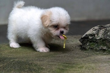 white miniature schnauzer puppy