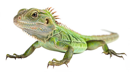 Obraz premium Close-up of a green iguana on a white background, showcasing its vibrant scales and detailed features. Perfect for nature and wildlife themes.