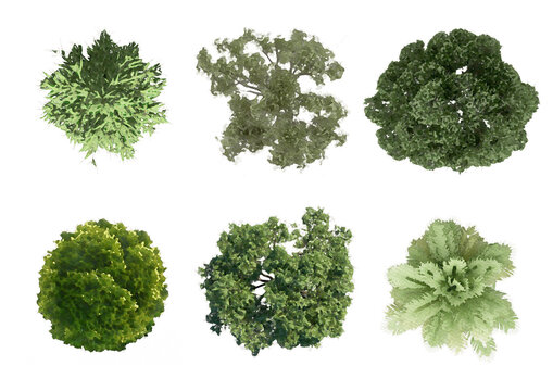 collection of tree plan, Tree Top View with transparent background. set of tree plan photoshop for architecture, landscape, urban planning resources