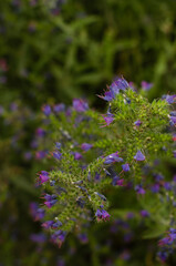 Fototapeta premium Purple viper's bugloss (Echium plantagineum) with flowers. High quality photo