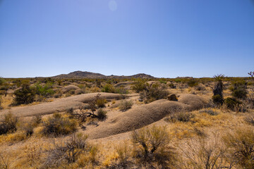 Joshua tree desert