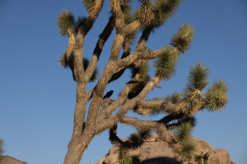 Joshua tree desert