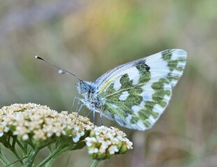 Pontia daplidice, auch Westlicher Resedaweißling