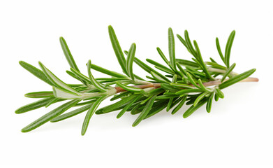 Fototapeta premium Single rosemary sprig on a white background.