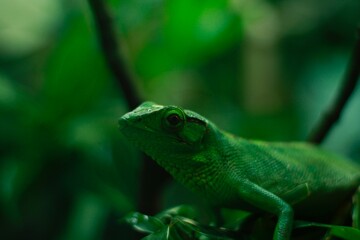 Lagarto verde en su habitat 