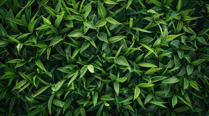 Top view of vibrant green grass background, ideal for garden concepts or creating a lush backdrop for various uses.