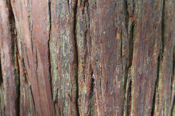 Obraz premium close up of rough uneven wood tree trunk texture with Bryophyte moss 