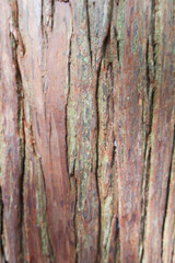 close up of rough uneven wood tree trunk texture with Bryophyte moss 