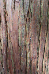 close up of rough uneven wood tree trunk texture with Bryophyte moss 