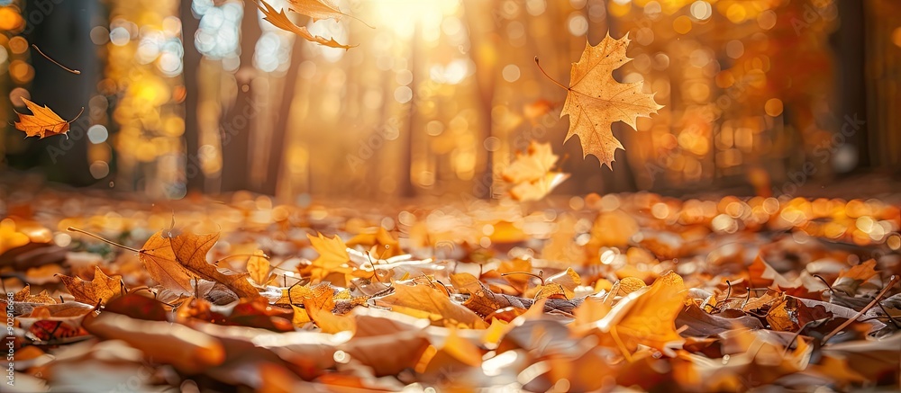 Aufkleber Sunny autumn day in a forest with yellow dry leaves offering a beautiful macro bokeh background ideal for text with copy space image