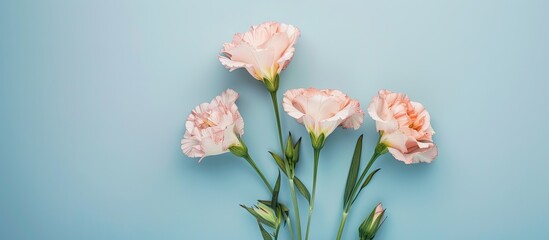 Flat lay of lovely Eustoma flowers on a soft blue backdrop ideal for adding text with copy space image