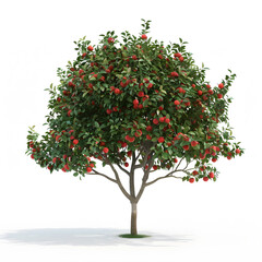  Lush Apple Tree Full of Red Fruit on a Plain Background