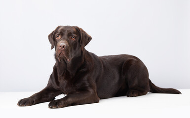 Relaxed chocolate Labrador dog reclines in a white studio, its gentle nature evident. Poised and peaceful, the dog's soft gaze conveys contentment and ease