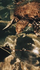 Tortuga acuática  