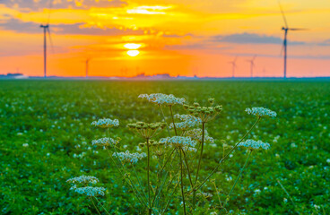 Vegetables growing in an agricultural field in scenic nature under an orange cloudy sky at sunrise in summer, Almere, Flevoland, The Netherlands, July 30, 2024