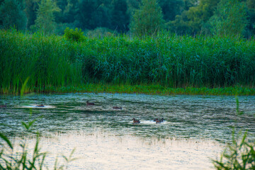 The edge of a lake with reed in wetland in summer at sunrise,  Almere, Flevoland, The Netherlands, July 30, 2024