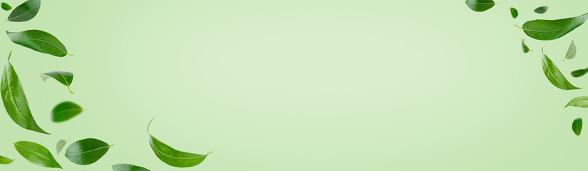 Banner with frame of green flying leaves. Copy space