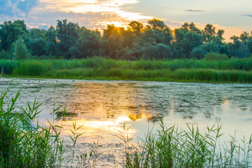 The edge of a lake with reed in wetland in summer at sunrise,  Almere, Flevoland, The Netherlands,...