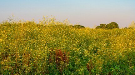 Obraz premium Wild flowers growing in scenic nature under a blue white cloudy sky in sunlight in summer, Almere, Flevoland, The Netherlands, July 30, 2024