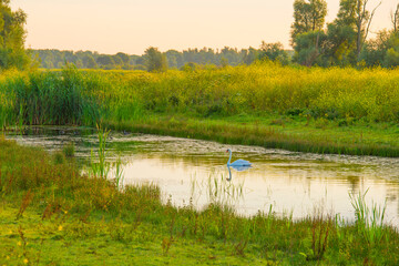 The edge of a lake with reed in wetland in summer at sunrise,  Almere, Flevoland, The Netherlands,...
