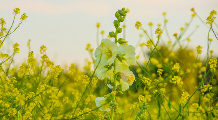 Wild flowers growing in scenic nature under a blue white cloudy sky in sunlight in summer, Almere, Flevoland, The Netherlands, July 30, 2024