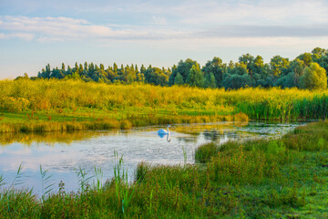 The edge of a lake with reed in wetland in summer at sunrise,  Almere, Flevoland, The Netherlands,...