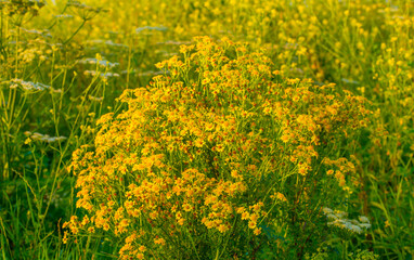 Wild flowers growing in scenic nature under a blue white cloudy sky in sunlight in summer, Almere, Flevoland, The Netherlands, July 30, 2024