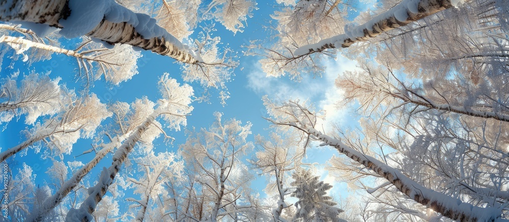 Poster sunny winter forest viewed from below with a snow filled canopy with copy space image